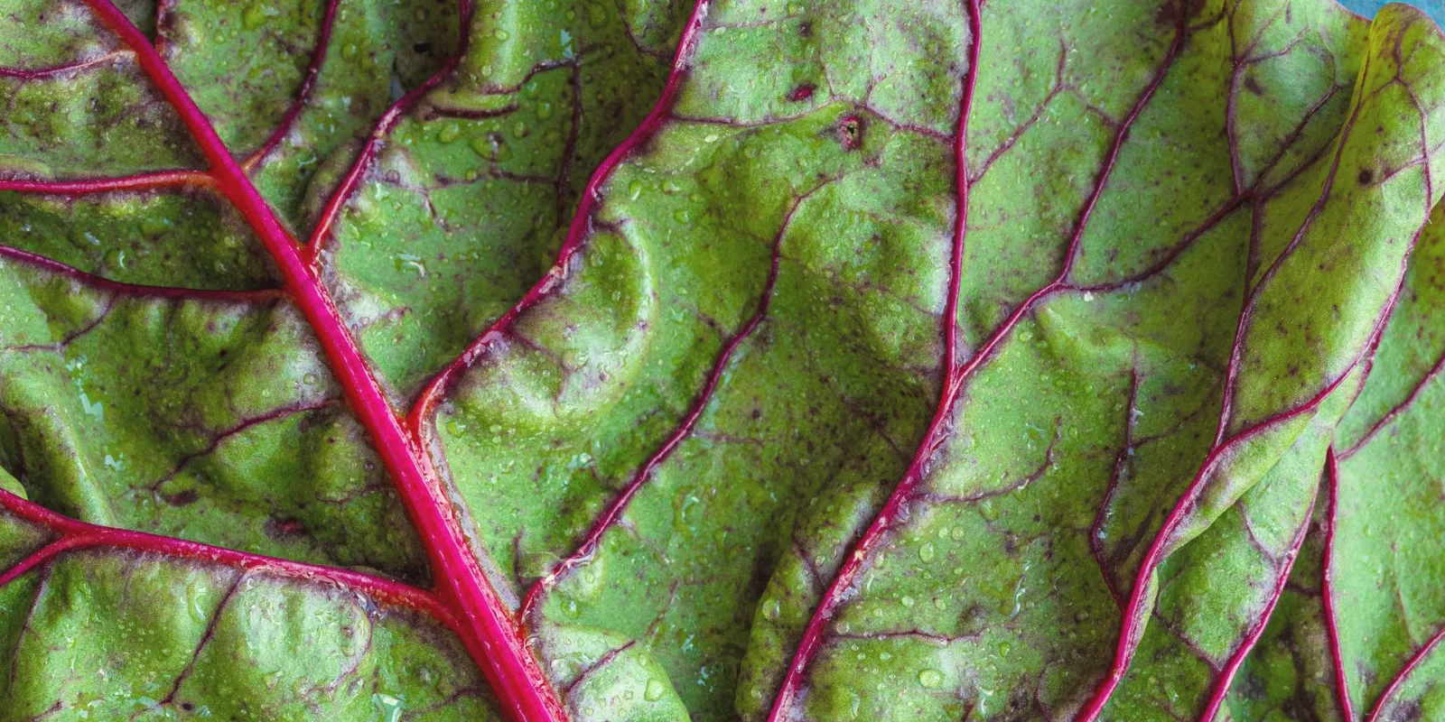Aliments sains et habitudes de bien-être pour une vie équilibrée