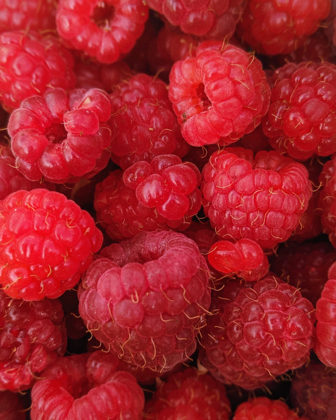 Framboises fraîches, fruit peu calorique et riche en fibres, allié d'une perte de poids saine